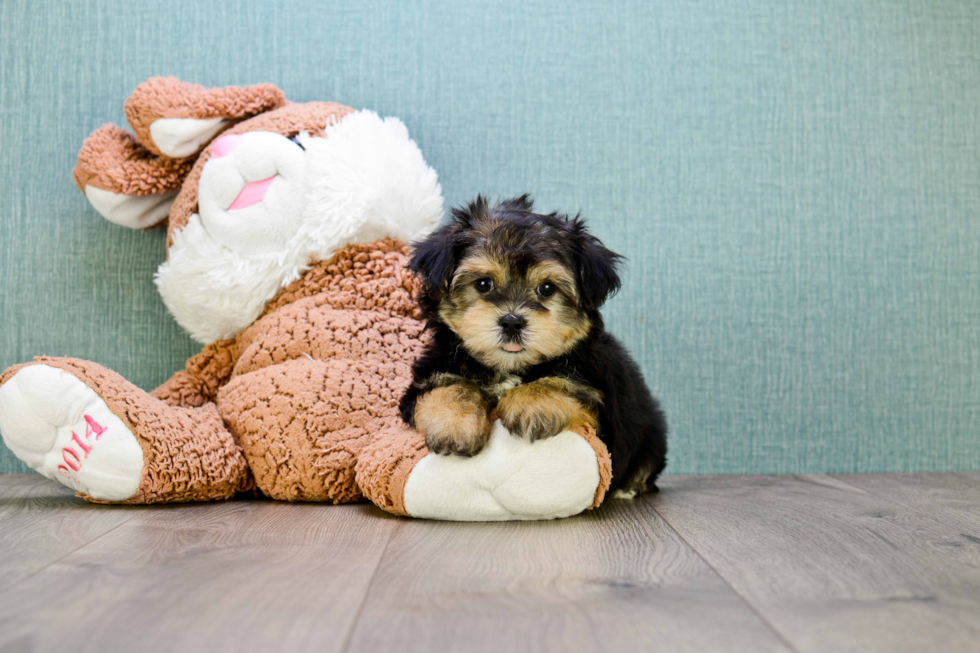 Energetic Yorkie Designer Puppy