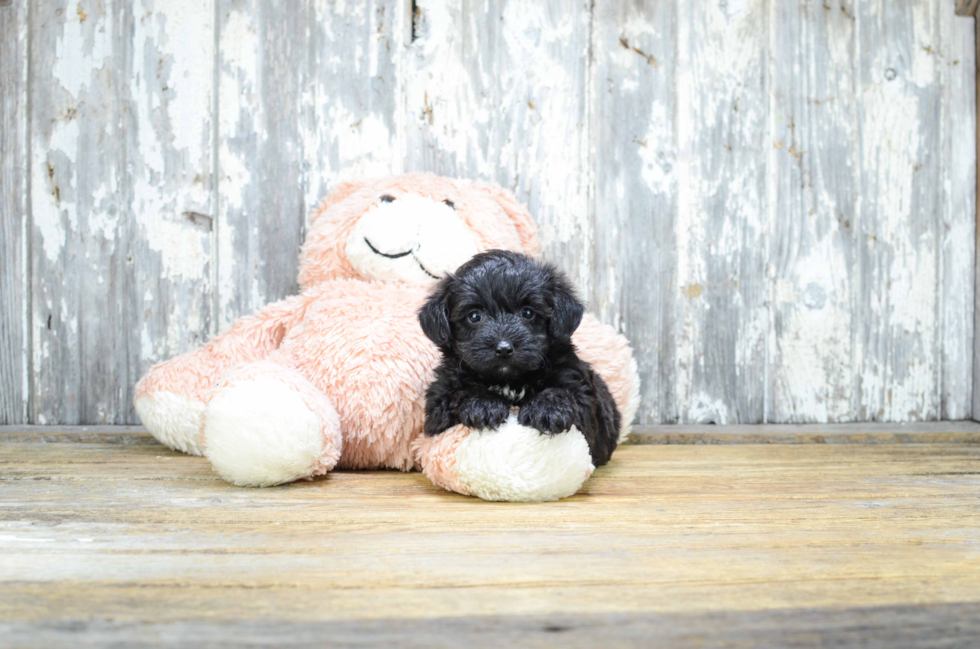 Fluffy Morkie Designer Pup