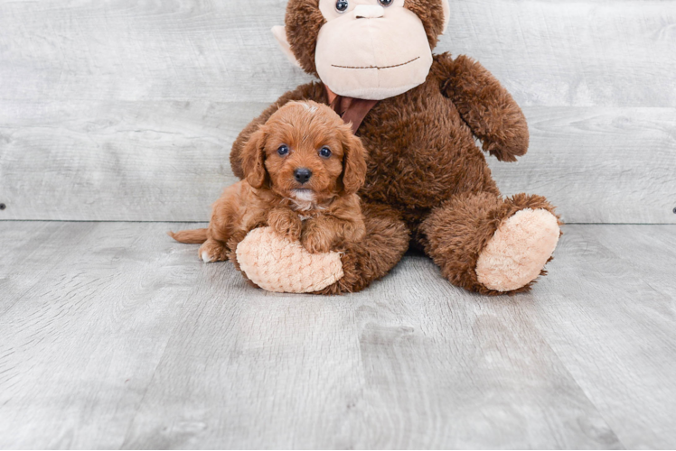 Cavapoo Pup Being Cute