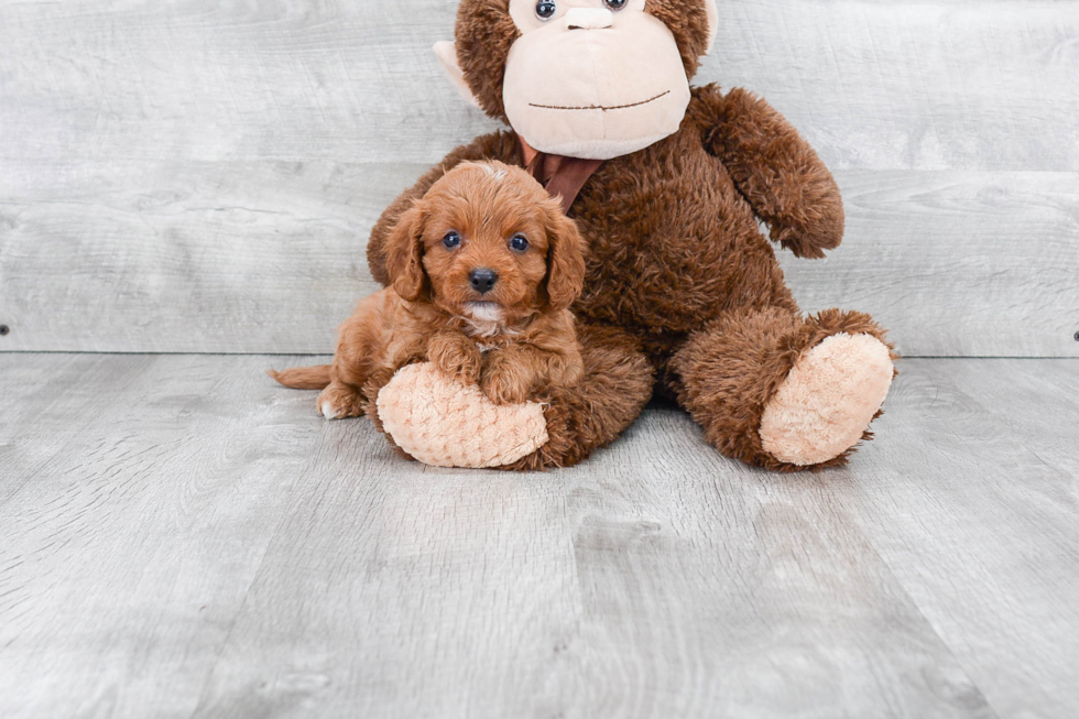 Cavapoo Pup Being Cute