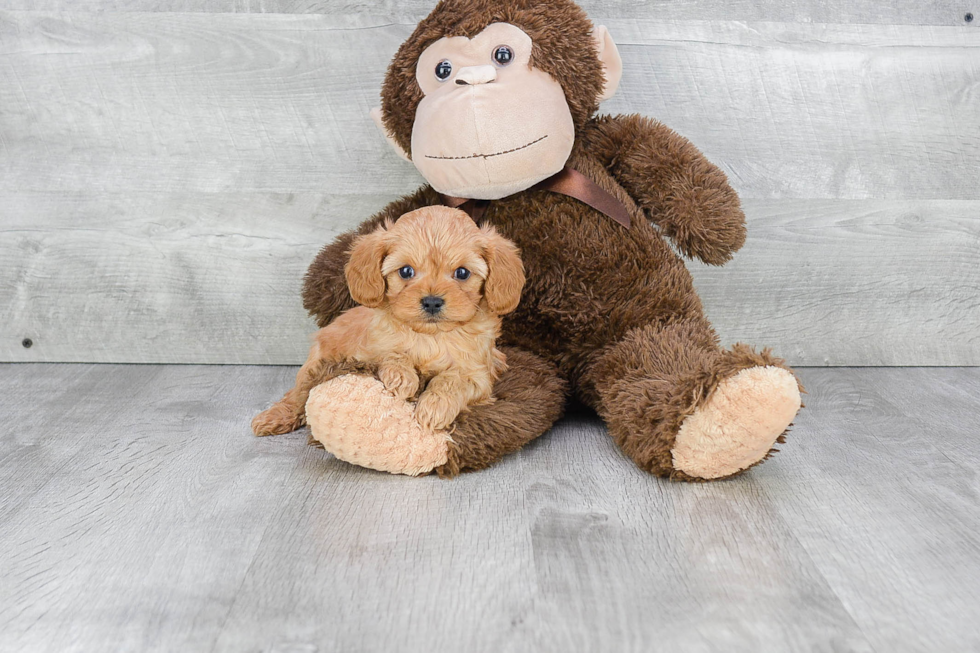 Fluffy Cavapoo Poodle Mix Pup