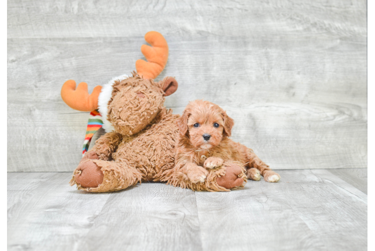 Adorable Cavoodle Poodle Mix Puppy