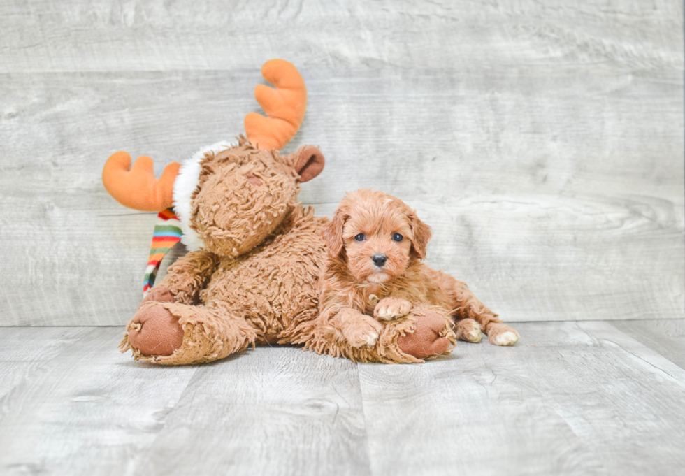 Adorable Cavoodle Poodle Mix Puppy