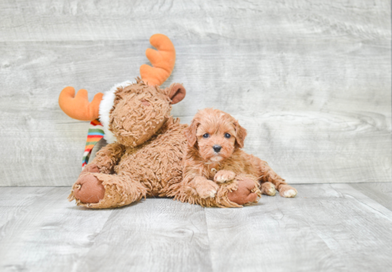 Adorable Cavoodle Poodle Mix Puppy