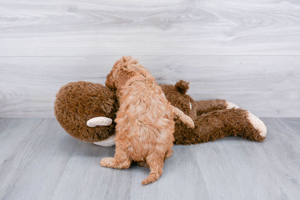 Cavapoo Pup Being Cute