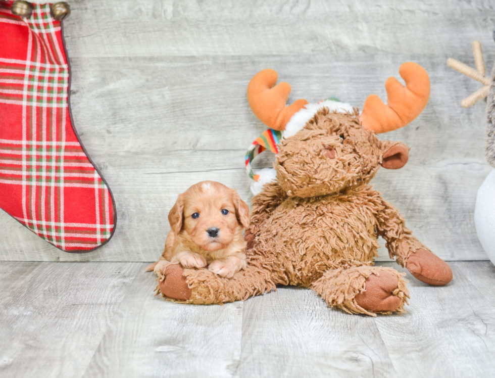 Energetic Cavoodle Poodle Mix Puppy