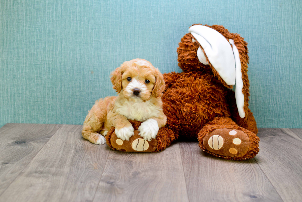 Friendly Cavapoo Baby