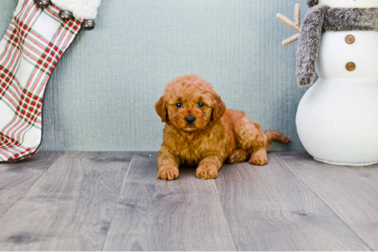 Mini Goldendoodle Puppy for Adoption