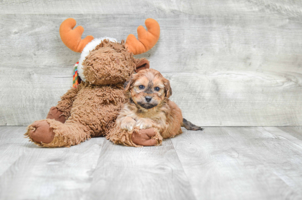 Popular Teddy Bear Designer Pup