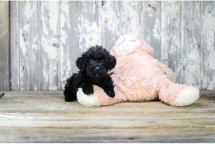 Yorkie Poo Puppy for Adoption
