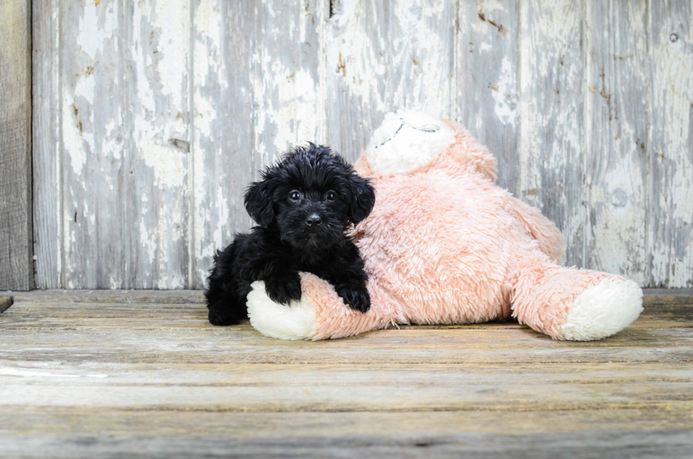 Yorkie Poo Puppy for Adoption