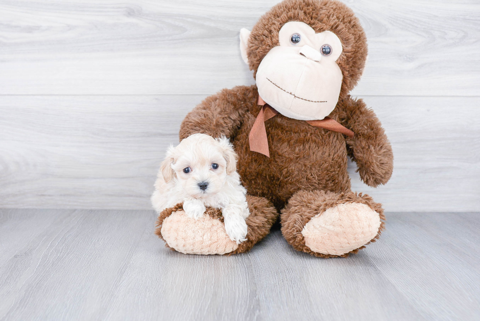 Best Maltipoo Baby