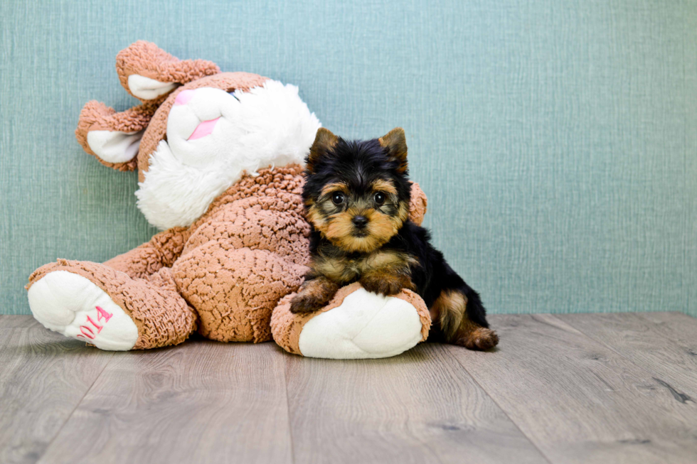 Meet Rascal - our Yorkshire Terrier Puppy Photo 