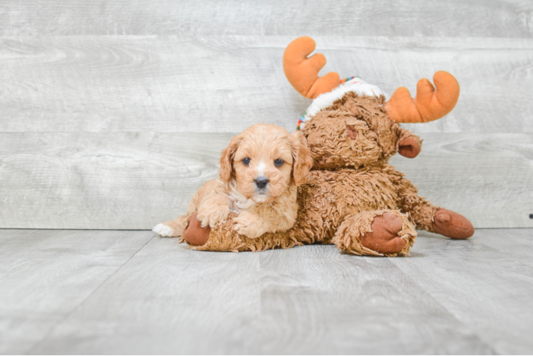 Funny Cavapoo Poodle Mix Pup