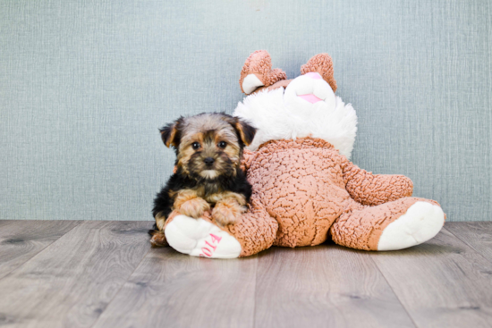 Sweet Morkie Baby