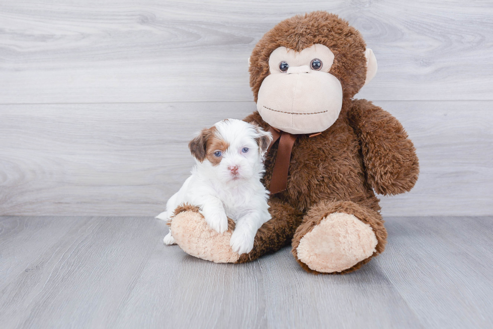 Popular Teddy Bear Designer Pup