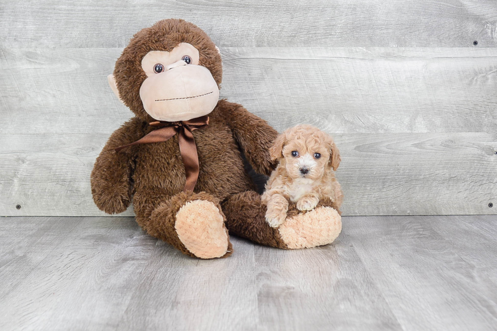 Hypoallergenic Maltepoo Poodle Mix Puppy