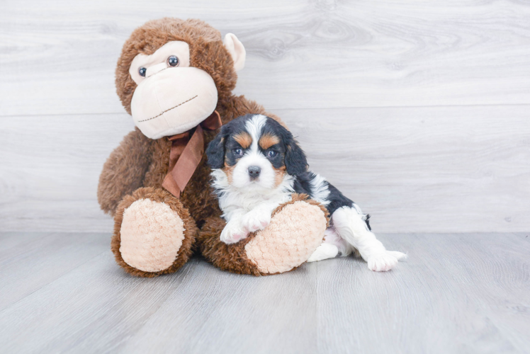 Cavalier King Charles Spaniel Puppy for Adoption