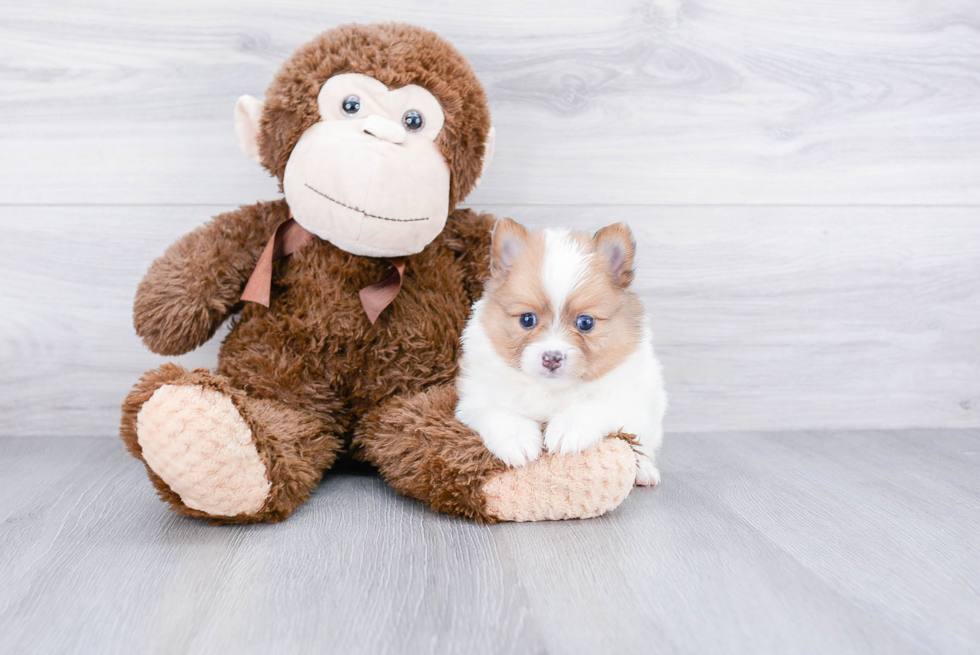 Popular Pomeranian Baby