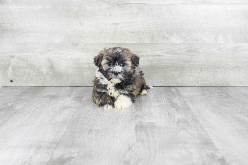 Friendly Havanese Purebred Pup