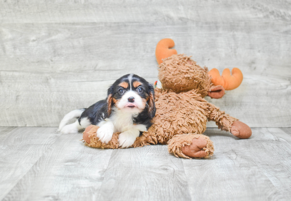 Best Cavalier King Charles Spaniel Baby