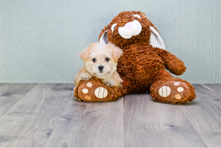 Energetic Yorkie Designer Puppy