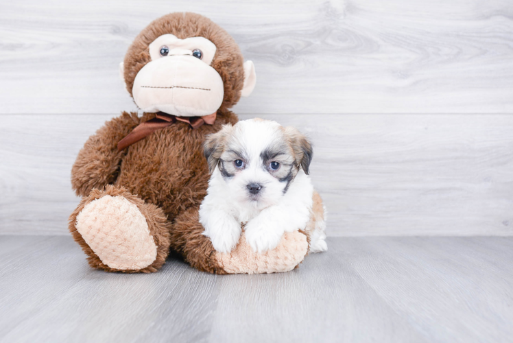 Adorable Shitzu Designer Puppy