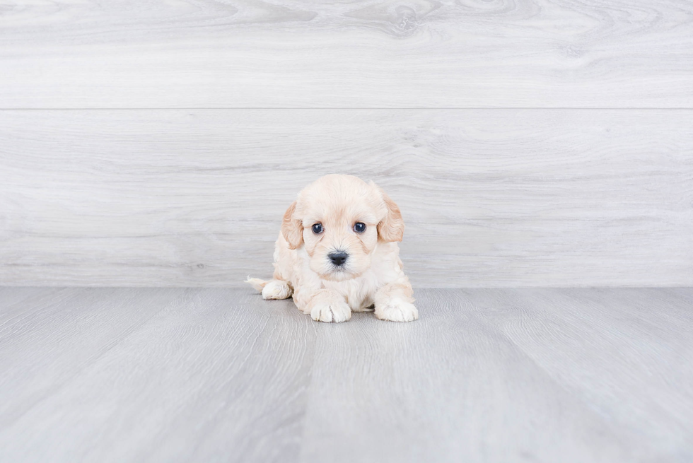 Popular Cavachon Designer Pup