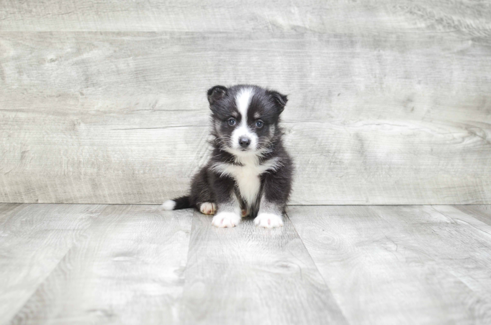 Pomsky Puppy for Adoption