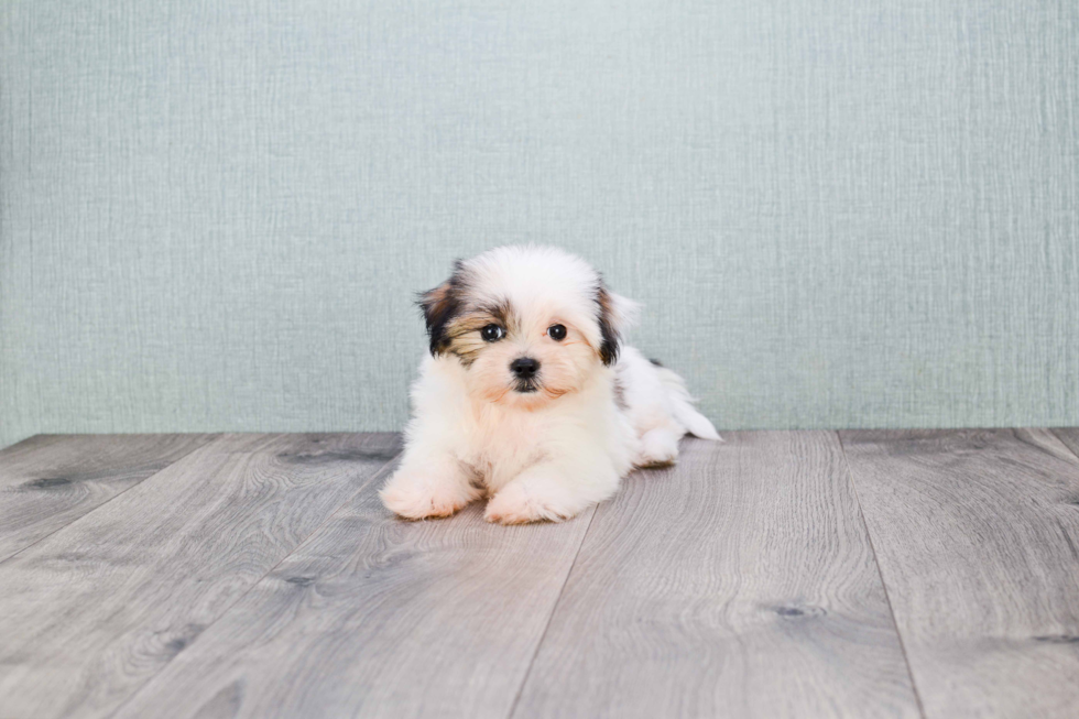 Teddy Bear Pup Being Cute