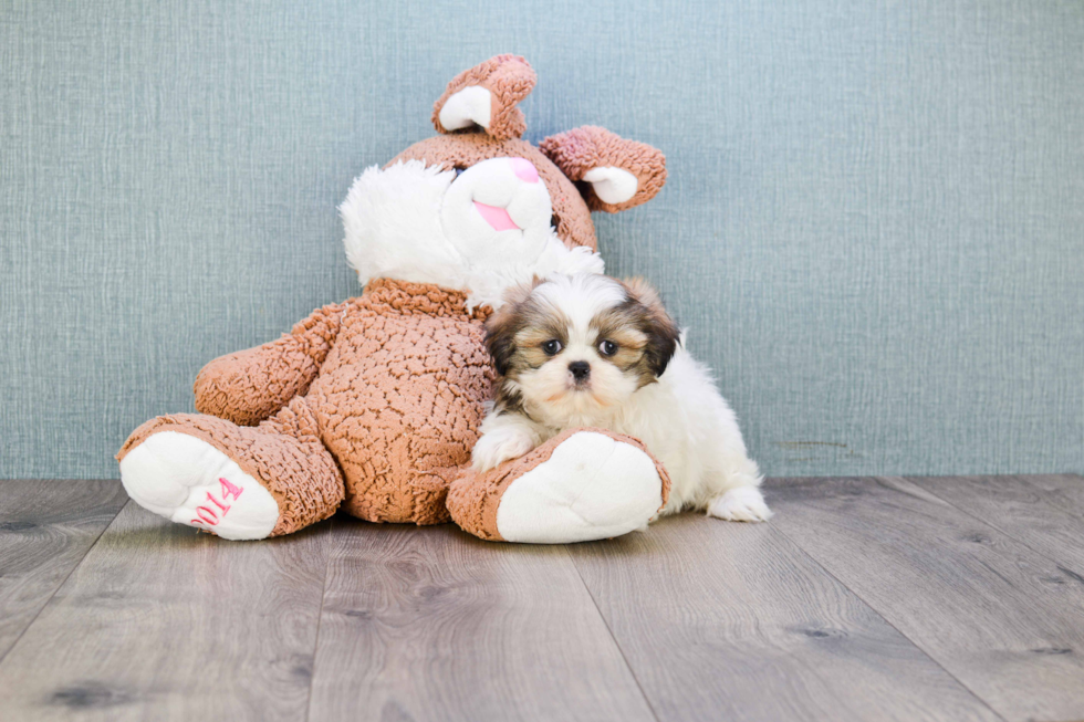 Fluffy Teddy Bear Designer Pup