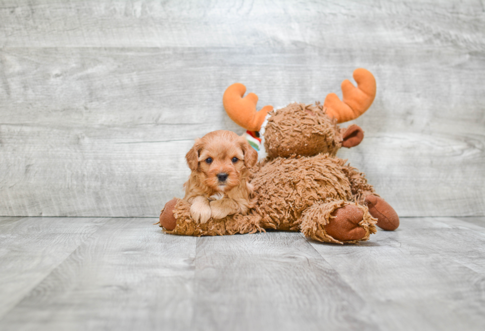 Cavapoo Puppy for Adoption