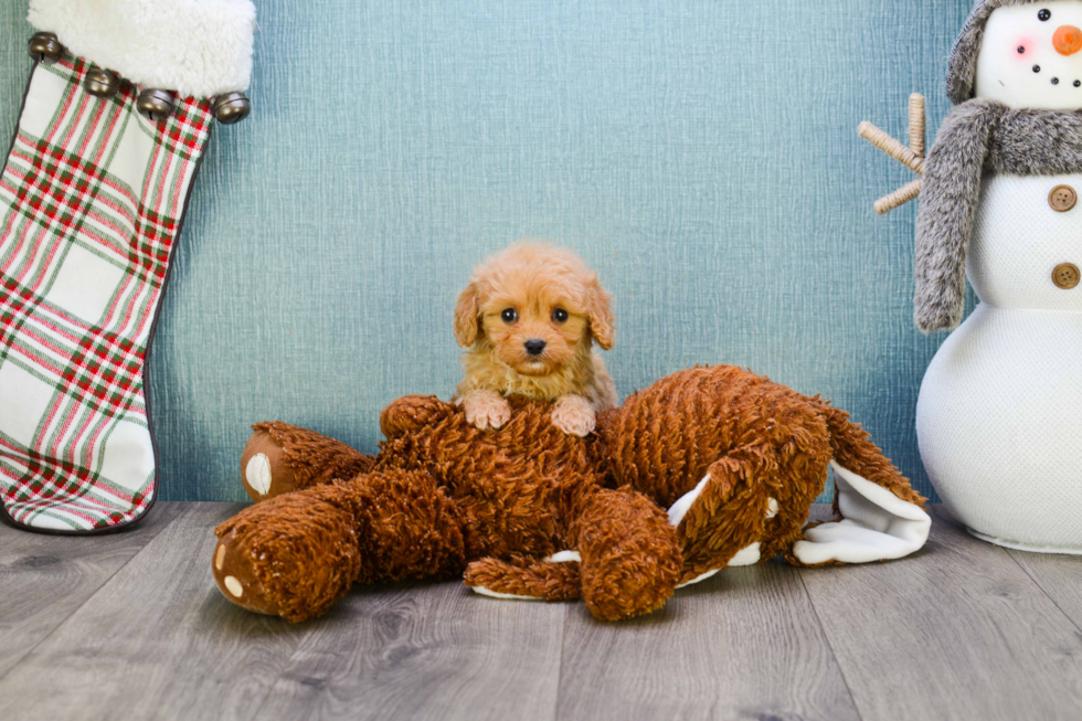 Playful Cavoodle Poodle Mix Puppy