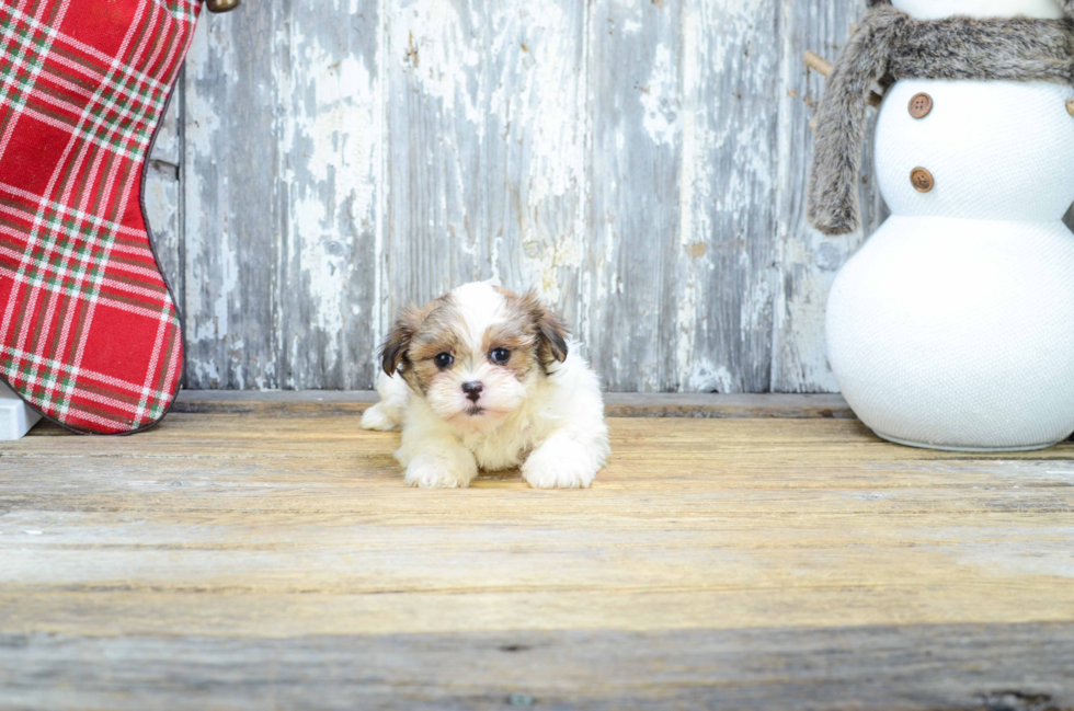 Cute Teddy Bear Baby