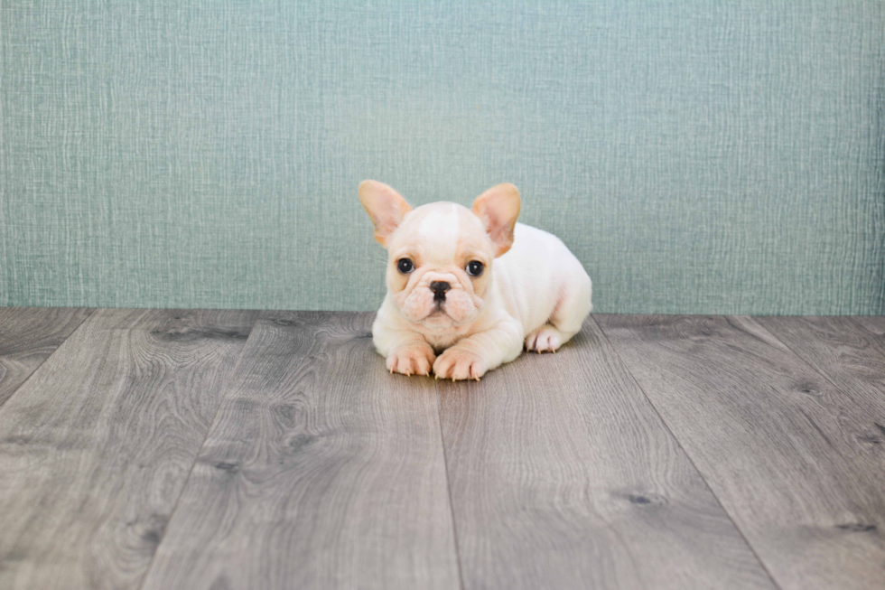 Happy Frenchie Purebred Puppy