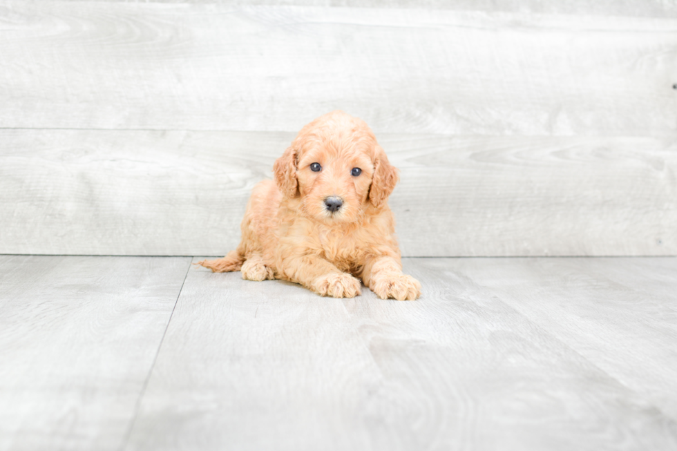 Mini Goldendoodle Pup Being Cute