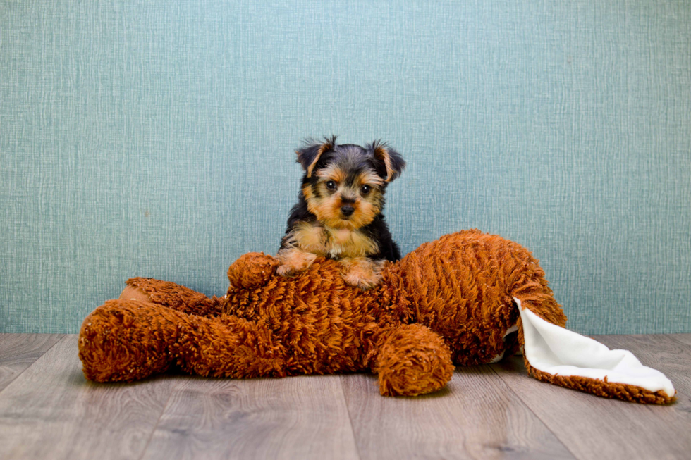 Meet Twinkle - our Yorkshire Terrier Puppy Photo 