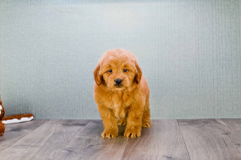 Popular Mini Goldendoodle Poodle Mix Pup