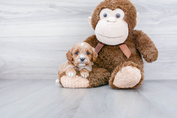 Popular Cavapoo Poodle Mix Pup