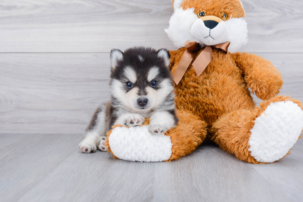 Pomsky Puppy for Adoption