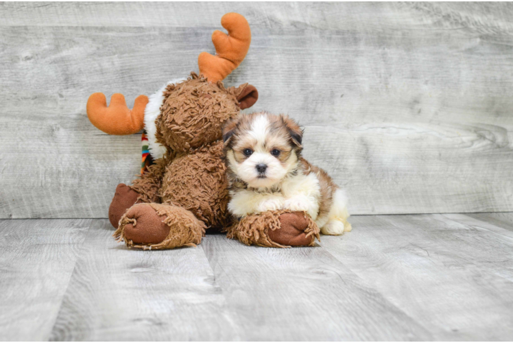 Energetic Shichon Designer Puppy