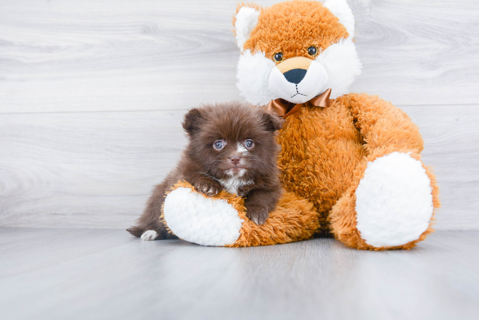 Fluffy Pomeranian Purebred Puppy