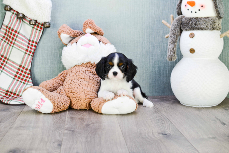 Best Cavalier King Charles Spaniel Baby