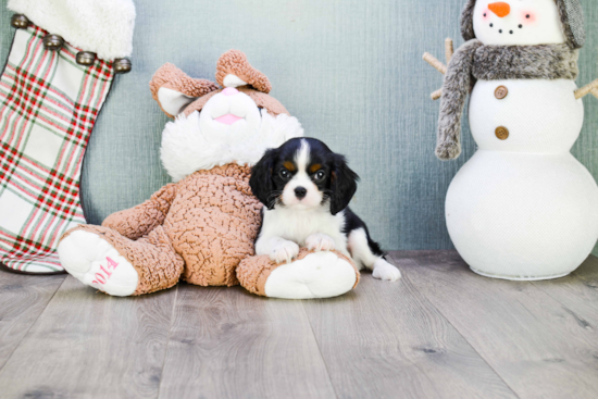 Best Cavalier King Charles Spaniel Baby