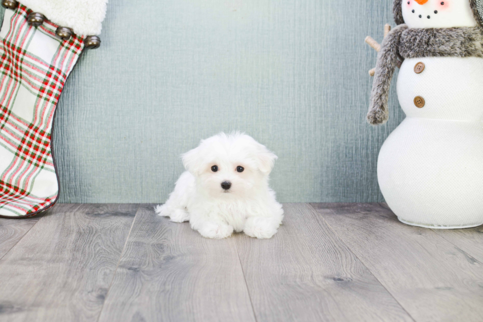 Hypoallergenic Maltese Purebred Pup