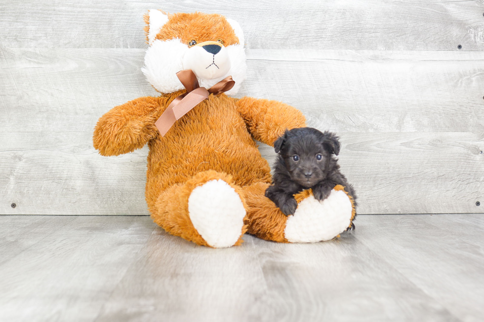 Petite Mini Aussiedoodle Poodle Mix Pup