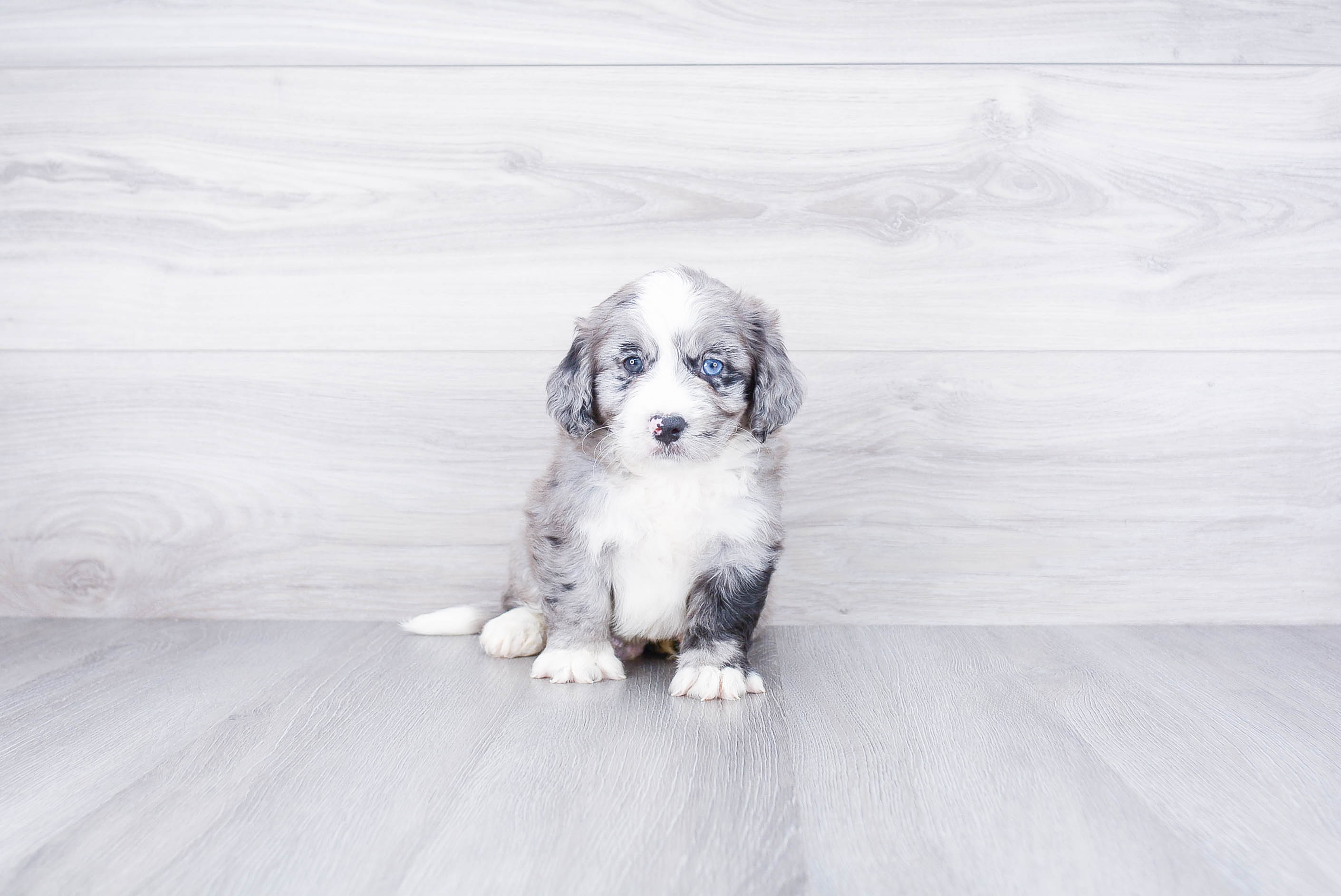 Mini Bernedoodle Puppy for Adoption