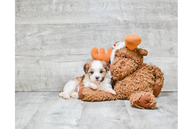 Morkie Pup Being Cute