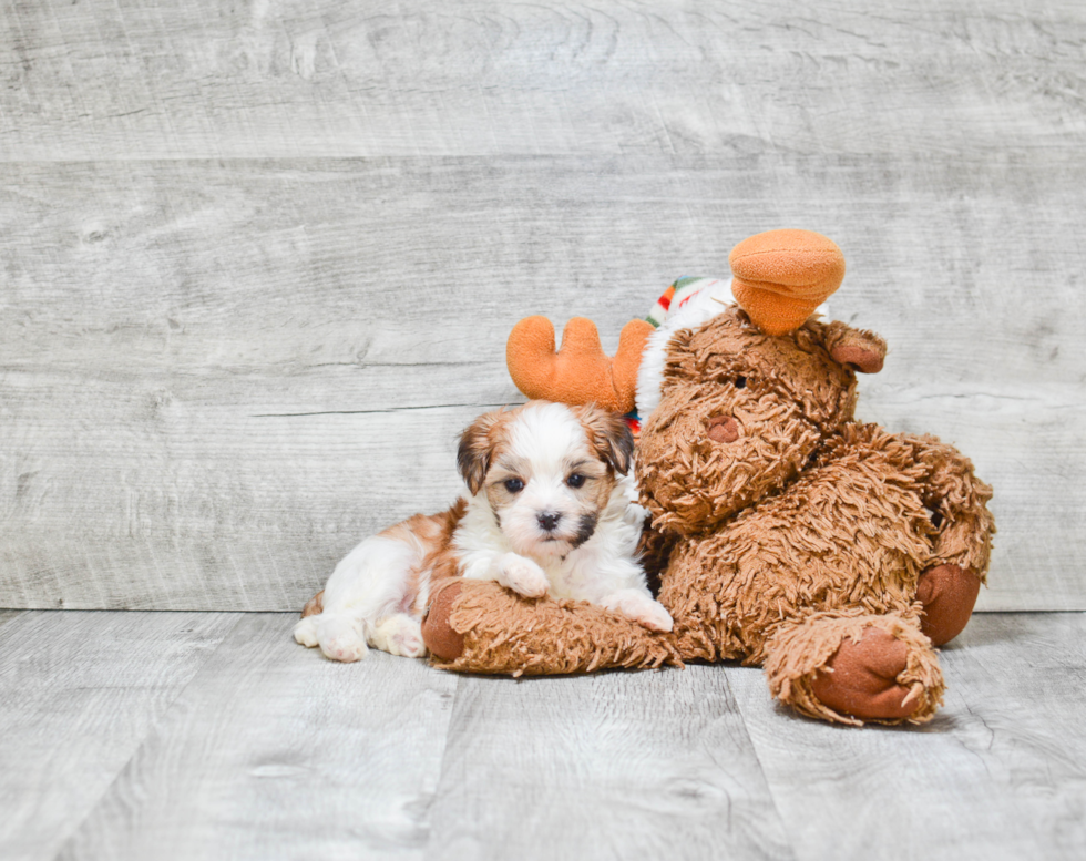 Morkie Pup Being Cute