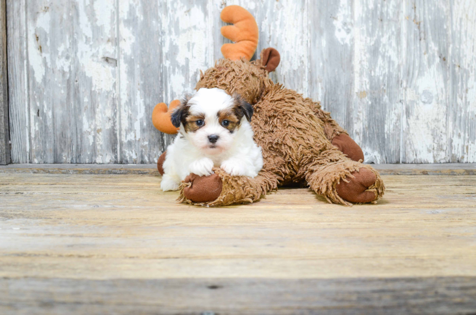 Hypoallergenic Shichon Designer Puppy